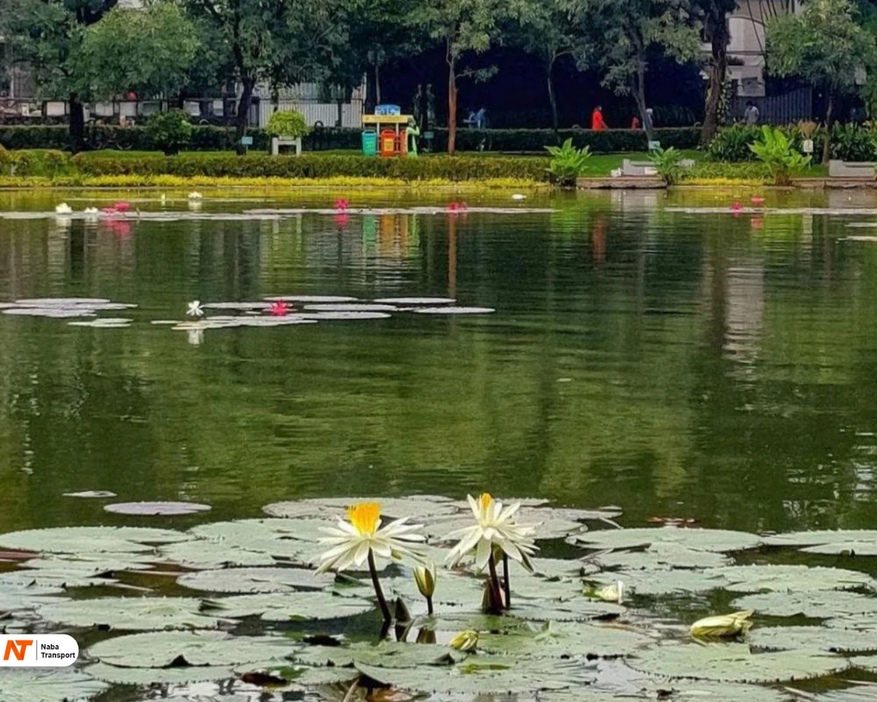 Kolam Teratai