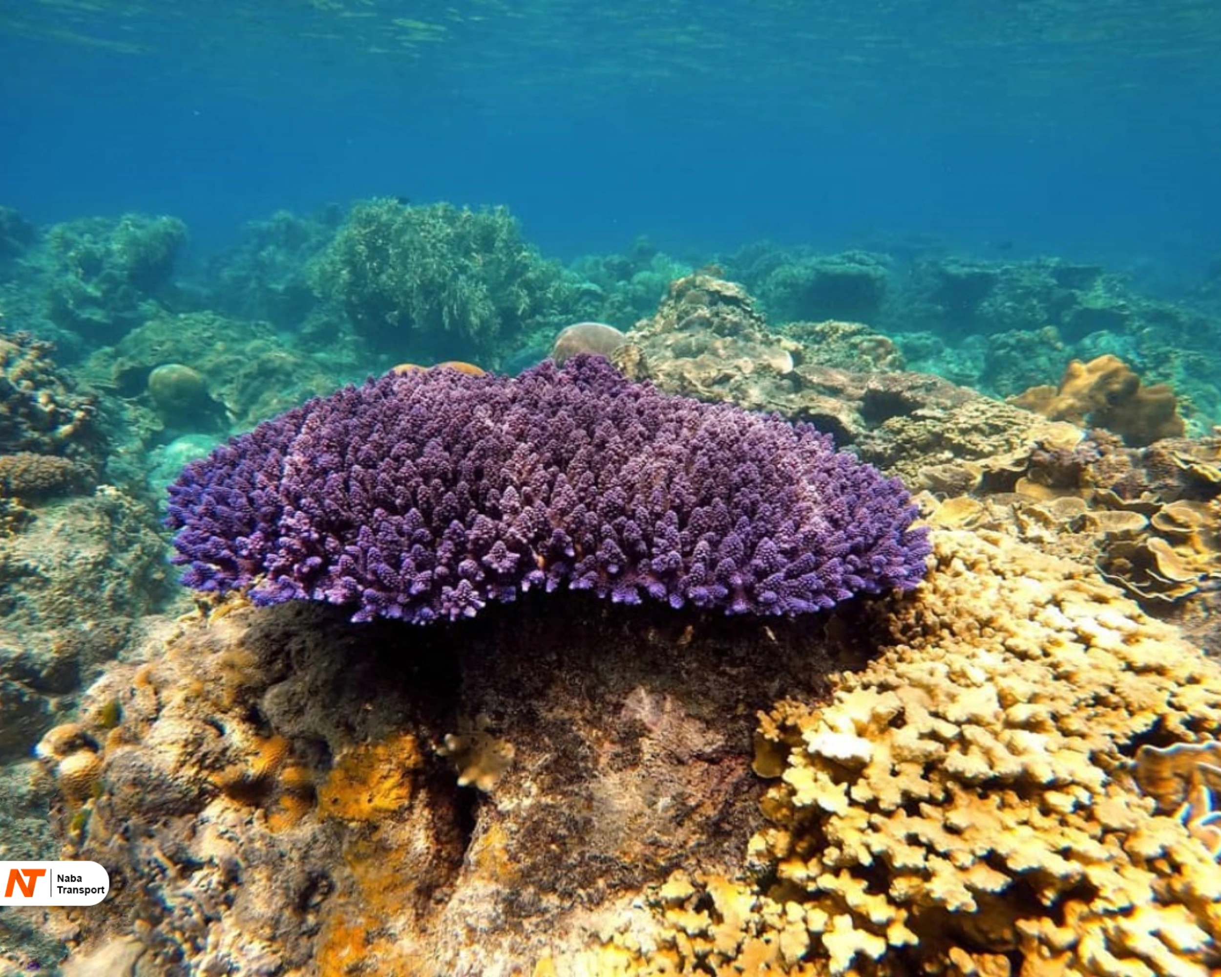 Pulau Biawak Indramayu