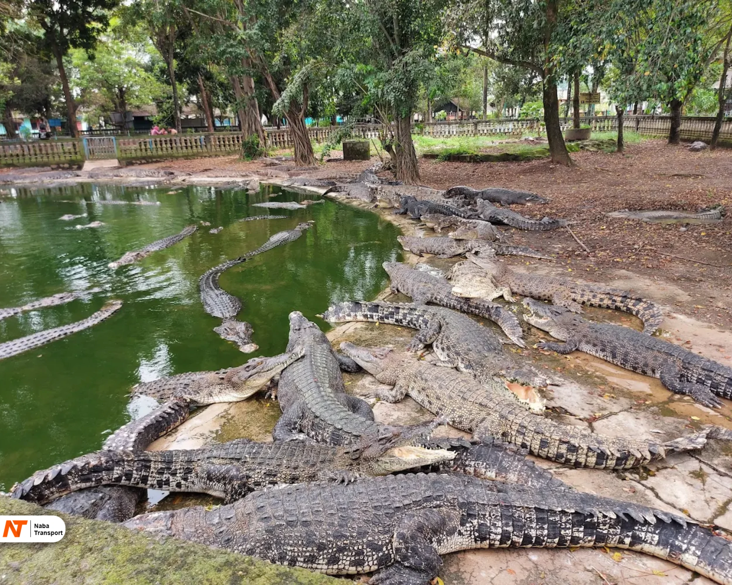 Taman Buaya Indonesia Jaya Taman Buaya Indonesia Jaya